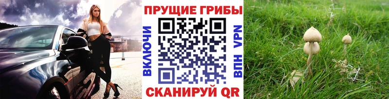 хочу наркоту  Отрадное  Псилоцибиновые грибы ЛСД 